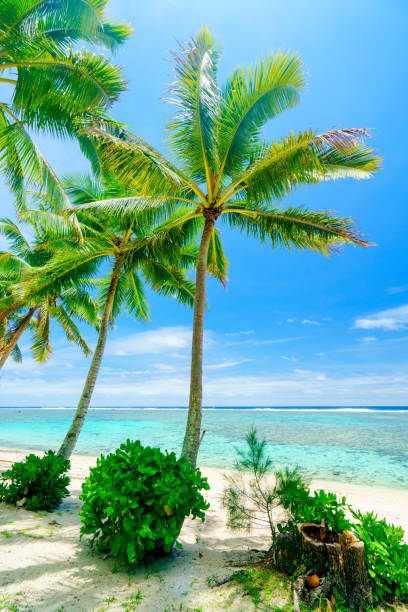 istock A tropical beach in the Cook Islands with palm trees 1090379512