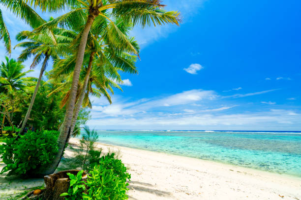 istock A tropical beach in the Cook Islands with palm trees 1090379568
