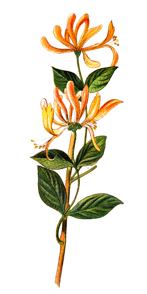 Illustration of a Lonicera periclymenum, common names honeysuckle, common honeysuckle, European honeysuckle or woodbine