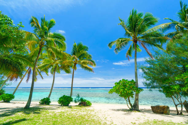 istock A tropical beach in the Cook Islands with palm trees 1090379672