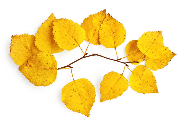 istock Sprig of birch with yellow leaves 1090381668