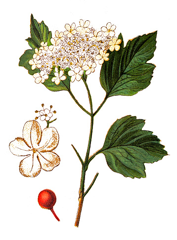 Illustration of a Viburnum opulus (common name: guelder-rose or guelder rose)