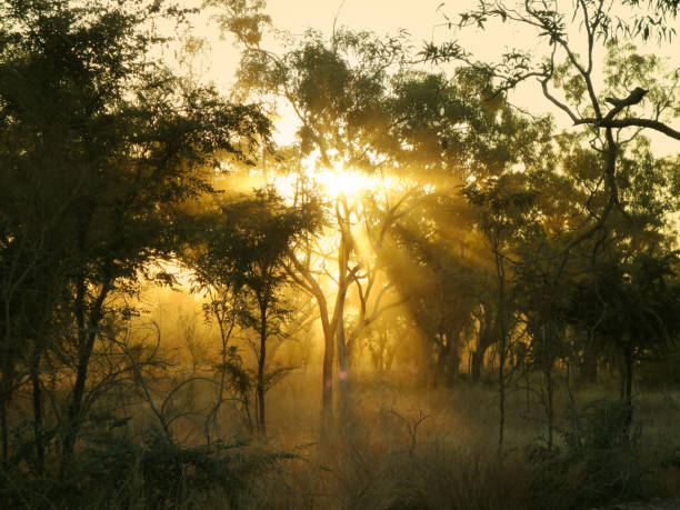 Sun shining through trees Sunbeams shining through trees as the sun is about to go down in Australia Dominic stock pictures, royalty-free photos & images