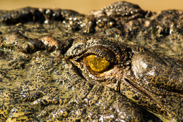 istock Eye of the crocodile 1090382060