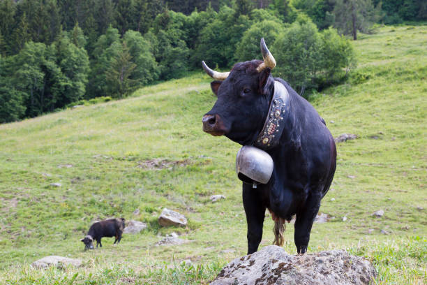 herens kuh mit einer glocke (bagnes, wallis, schweiz) - cow swiss culture switzerland cattle stock-fotos und bilder