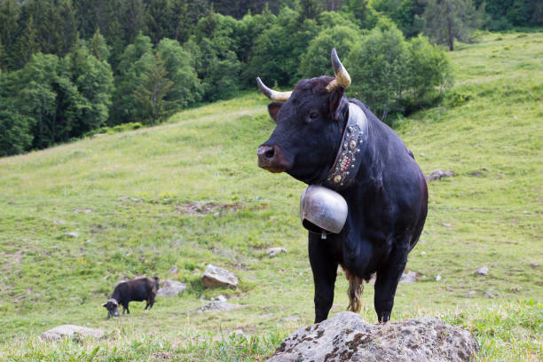 herens vaca con una campana (bagnes, valais, suiza) - milk european alps agriculture mountain fotografías e imágenes de stock