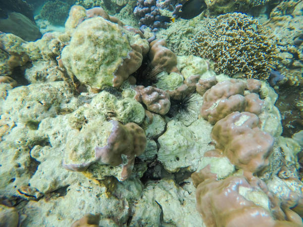 istock colorful coral reef in thailand 1090383890