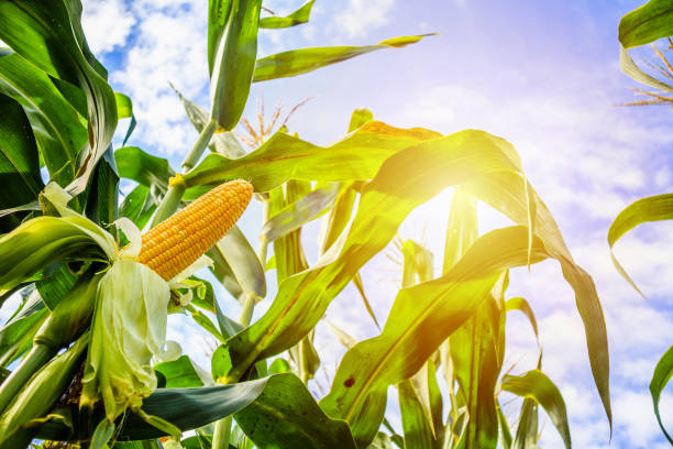 corn cob growth in agriculture field outdoor with clouds and blue sky - agriculture close up corn corn on the cob imagens e fotografias de stock