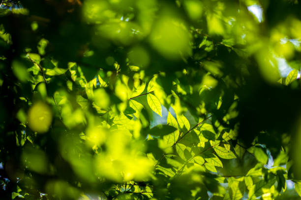 istock abstract, Green leaf bokeh nature green background. 1090386262