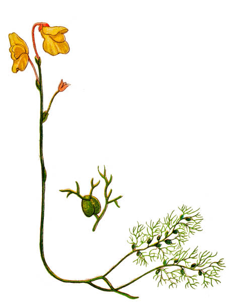 Utricularia vulgaris (greater bladderwort or common bladderwort) Illustration of a Utricularia vulgaris (greater bladderwort or common bladderwort) utricularia stock illustrations