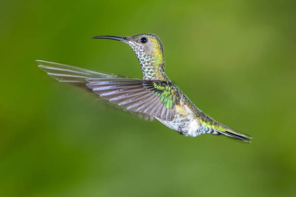 istock White-necked jacobin hummingbird in flight 1090393690
