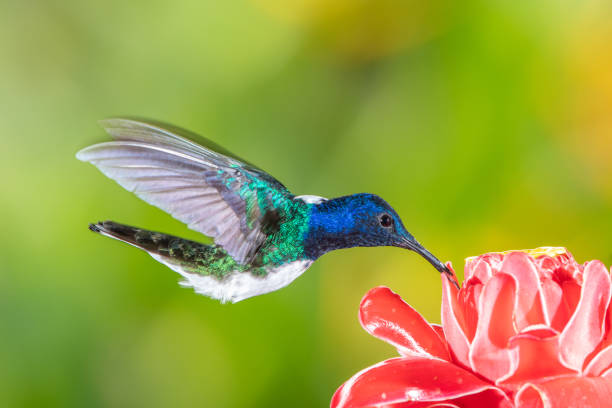 istock White-necked jacobin hummingbird in flight 1090393780