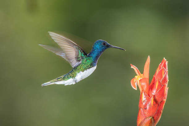 istock White-necked jacobin hummingbird in flight 1090393790