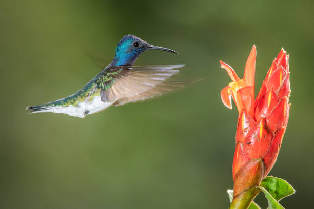istock White-necked jacobin hummingbird in flight 1090393850