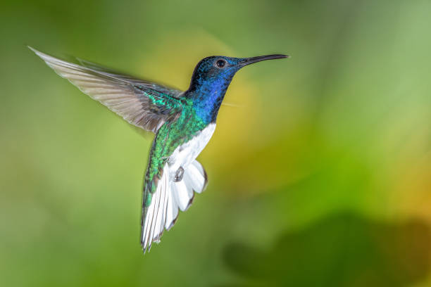 istock White-necked jacobin hummingbird in flight 1090393878