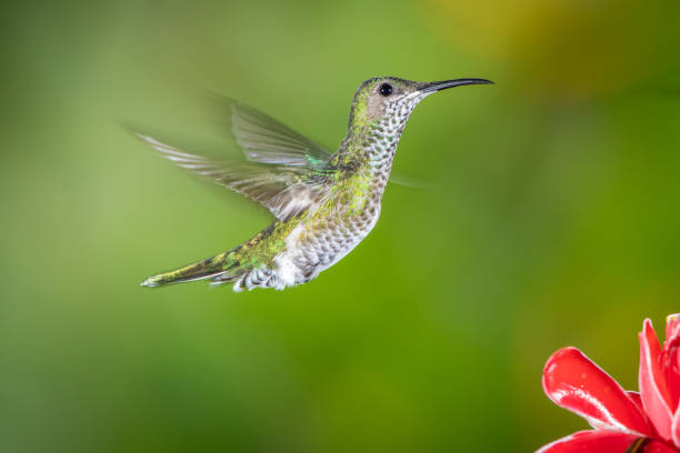 istock White-necked jacobin hummingbird in flight 1090393902
