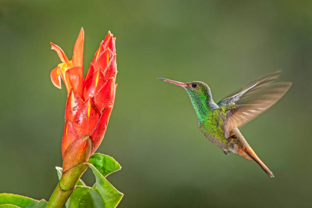 istock Rufous-tailed hummingbird in flight 1090393926