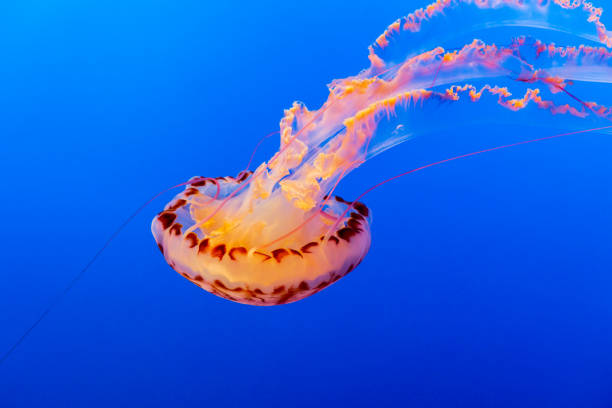 istock Orange jelly fish on a dark blue background 1090400562