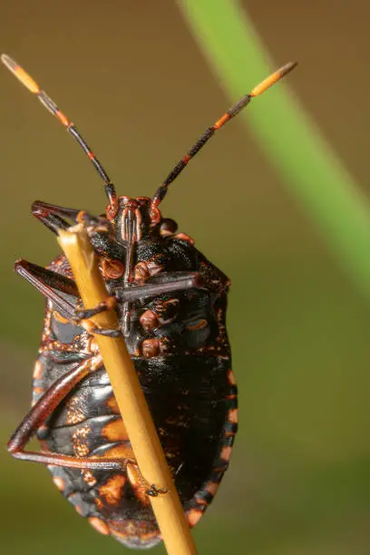 Common gum tree shield bug also known as Stink Bug on a stick with colourful background, aligned left