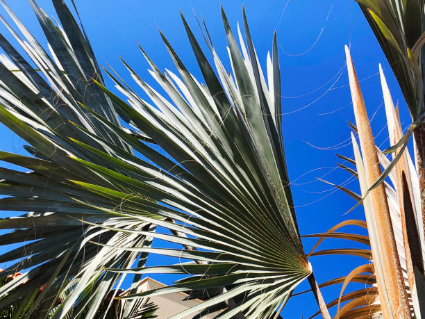 istock Green leaf of palm tree in summer time . Close view 1090406150