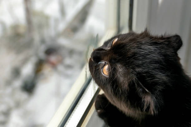 Scottish Fold Black / Deep Brown Cat licking window when snowing