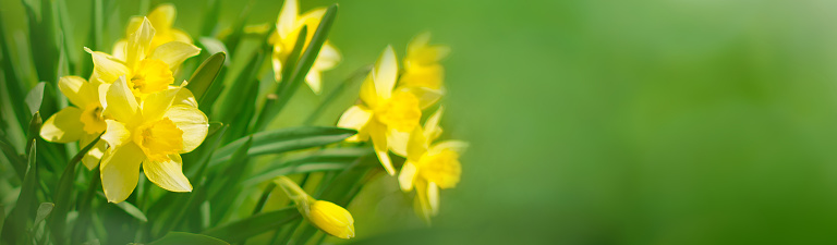 Beautiful Panoramic Spring background. Daffodils growing outdoors in Sunny day. Yellow Spring Flowers on green background. Wide Angle Wallpaper, billboard or Web banner With Copy Space for text