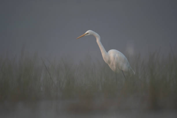 istock Great Egret in misty Morning 1090410510
