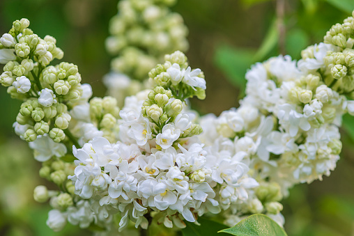 Beautiful grapes of white lilac blooming in the garden