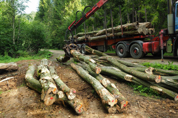 istock Truck with wood in forest. Loading wood. 1090419518