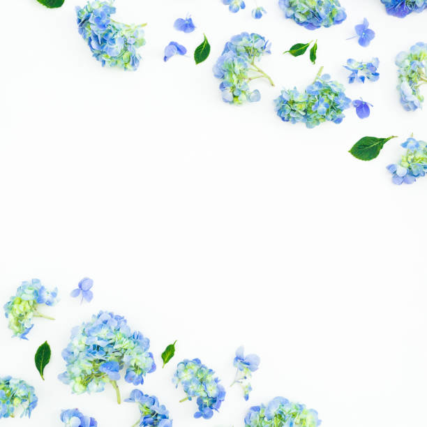 istock Floral frame of hydrangea flowers and leaves on white background. Flat lay, top view. 1090421214