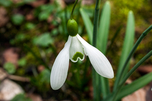 Snowdrop (Galanthus) 'Magnet' a species of snowdrop often found in early spring gardens