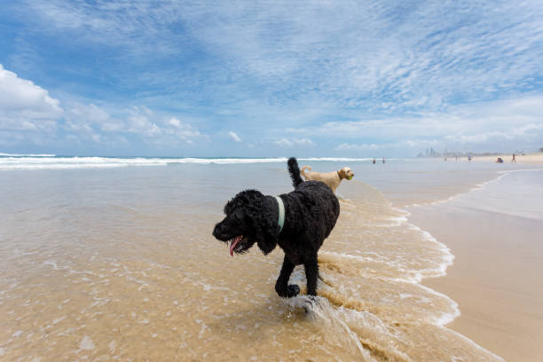 istock Dog Retrieving Tennis Ball On Pet-Friendly Beach 1090421498