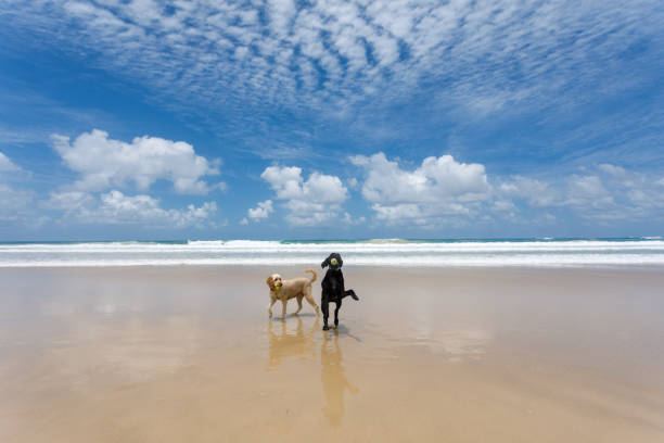 Two Happy Dogs Playing On Pristine Beach in Australia Running And Chasing A Tennis Ball