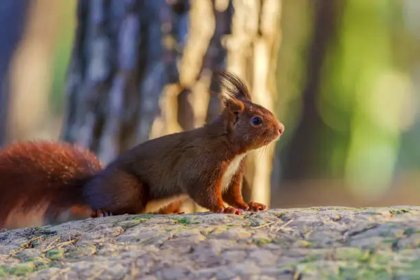 Squirrel looking for food in a forest in the morning.