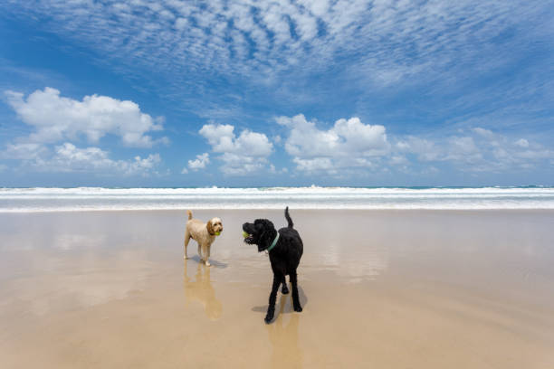 istock Two Happy Dogs Playing On Pet Friendly Pristine Beach 1090425482