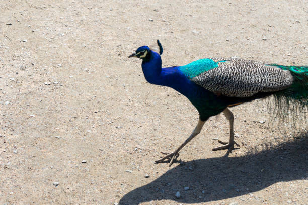 istock Peacock in the garden. 1090425756