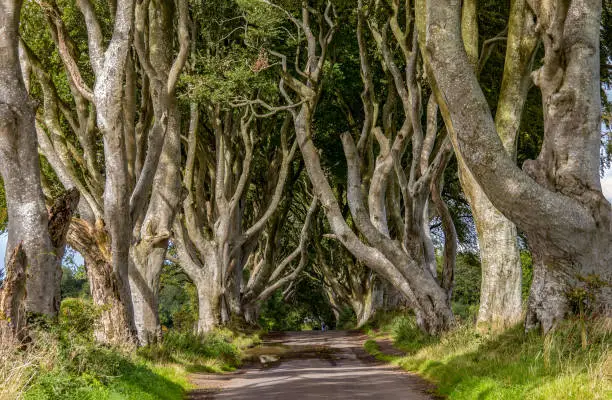 Photo of Dark Hedges - the famous road with mysterious atmosphere, Northern Ireland