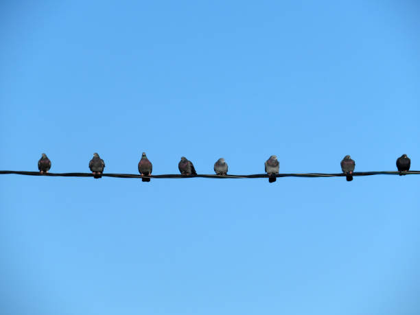 istock Birds sitting on a wire in a row 1090430352