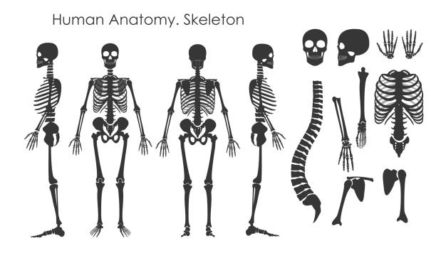 Vector illustration set of human bones skeleton in silhouette style isolated on white background. Human anatomy concept, skeleton in different positions. Vector illustration set of human bones skeleton in silhouette style isolated on white background. Human anatomy concept, skeleton in different positions fibula stock illustrations
