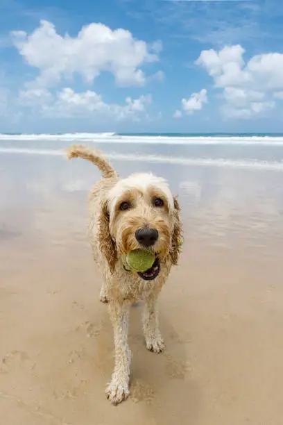 Photo of Dog Retrieving Tennis Ball On Pet-Friendly Beach