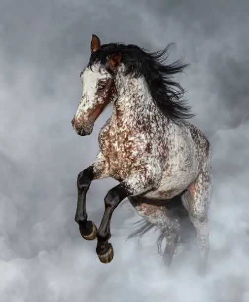 Crossbreed between Appaloosa and Andalusian horse rearing in light smoke.