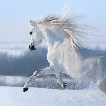 Beautiful white horse with long mane galloping across winter snowy meadow.