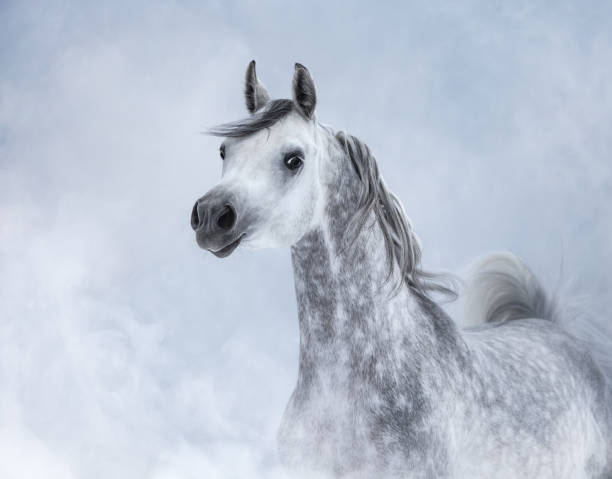 istock Arabian horse in light smoke. 1090436366