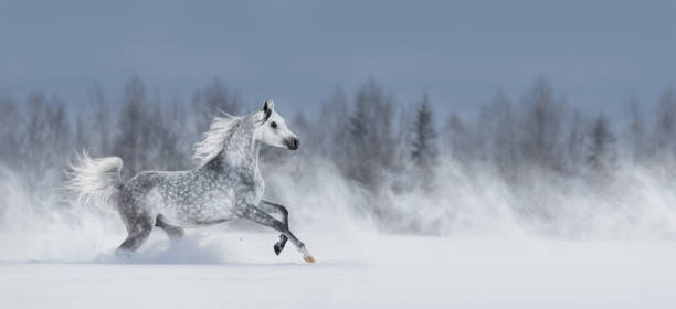 cavallo arabo grigio al galoppo attraverso il campo innevato. - horse winter dapple gray gray foto e immagini stock