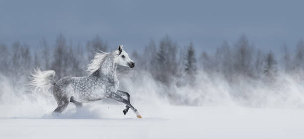 grey arabian horse galloping across snowy field. - horse winter dapple gray gray imagens e fotografias de stock