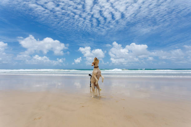istock Two Happy Dogs Playing On Pet Friendly Pristine Beach 1090436606