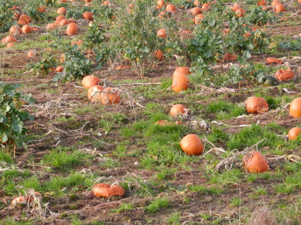 istock Ripe orange pumpkins for sale 1090437838