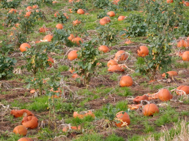 istock Ripe orange pumpkins for sale 1090437856
