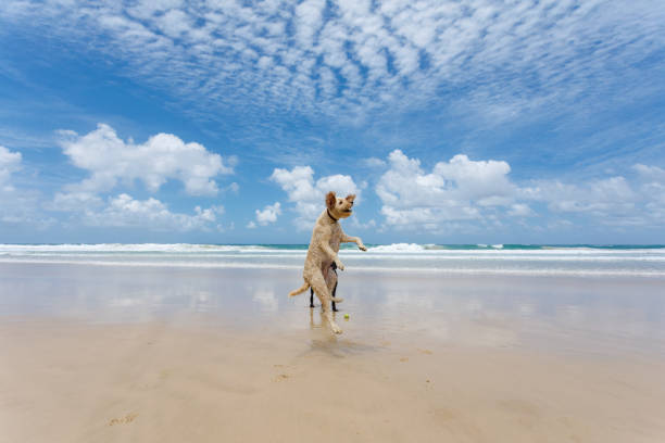 Two Happy Dogs Playing On Pristine Beach in Australia Running And Chasing A Tennis Ball