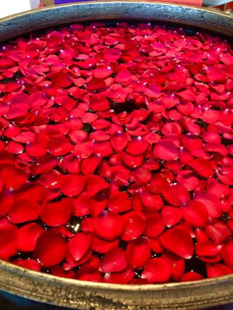 Close-up of red rose petals floating in a water bath as part of an Indian festival.